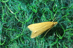 Helcystogramma rufescens