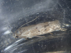 Exoteleia dodecella