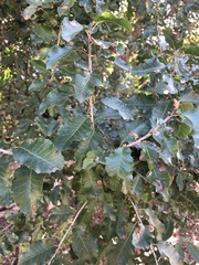 Schinus latifolia