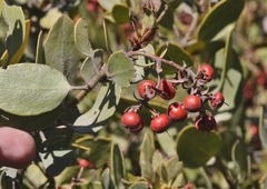 Arctostaphylos otayensis