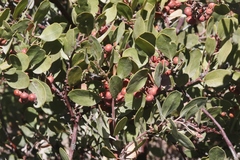 Arctostaphylos otayensis