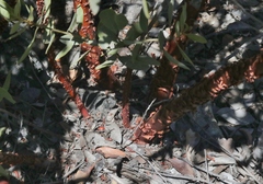Arctostaphylos otayensis