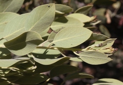Arctostaphylos otayensis