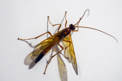 Opheltes glaucopterus