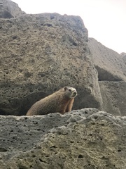 Marmota flaviventris