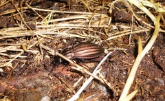 Carabus melancholicus