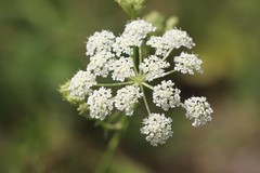 Kitagawia baicalensis