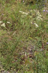 Kitagawia baicalensis