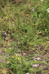 Kitagawia baicalensis