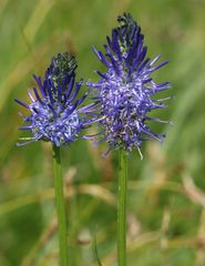 Phyteuma persicifolium