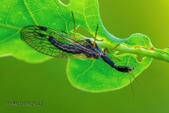 Dichrostigma flavipes