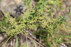 Thesium ramosum