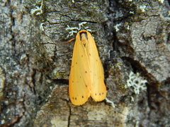Setina