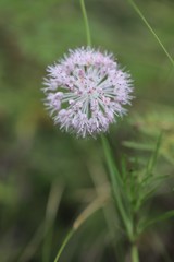 Allium rubens