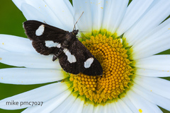 Anania luctualis