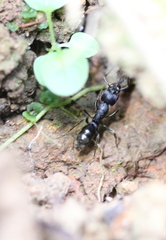 Ectomomyrmex astutus