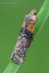 Sciota adelphella
