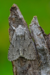Acronicta tridens
