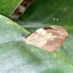 Dismorphia crisia foedora