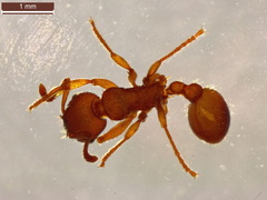 Myrmica scabrinodis