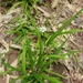 Carex tricephala - Photo (c) LannaMountainsCharlie, osa oikeuksista pidätetään (CC BY-NC-SA), lähettänyt LannaMountainsCharlie