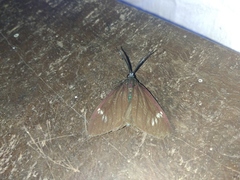 Cyclosia latipennis
