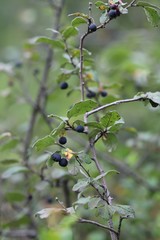 Cotoneaster melanocarpus