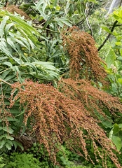 Sorbaria tomentosa