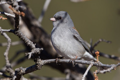Junco hyemalis caniceps