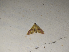 Agathodes ostentalis