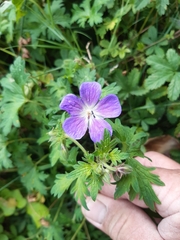 Geranium