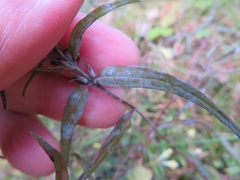 Podosphaera phtheirospermi