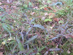 Podosphaera phtheirospermi