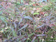 Podosphaera phtheirospermi