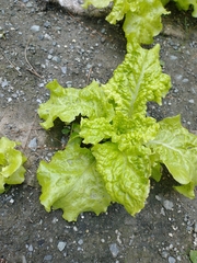 Lactuca sativa