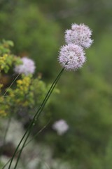Allium rubens