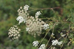 Kitagawia baicalensis