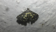 Eurrhyparodes bracteolalis