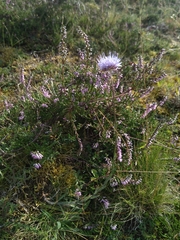Jasione laevis