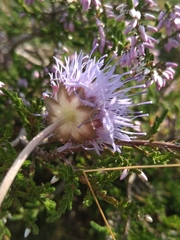 Jasione laevis