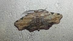 Achrosis intexta