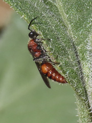 Timulla subhyalina