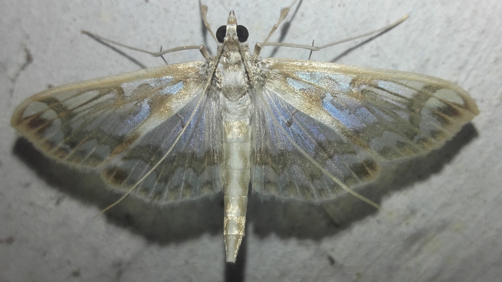 Polythlipta distorta