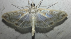 Polythlipta distorta