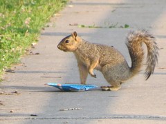 Sciurus niger