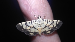 Lygropia distorta