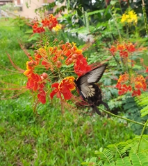 Pachliopta pandiyana