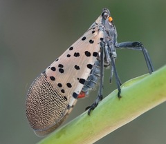 Lycorma delicatula