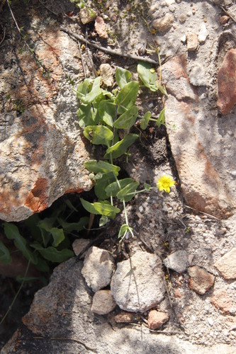 Image of Climbing Babooncabbage by (c) Tony Rebelo, some rights reserved (CC BY-SA)