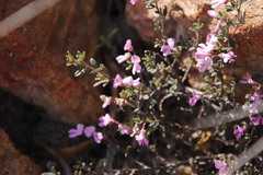 Indigofera pilgeriana